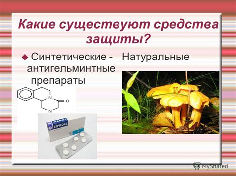 Презентация на тему: "Препараты на основе целебных грибов для ...