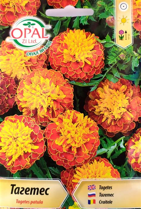Тагетес патула | Semena-Sementis