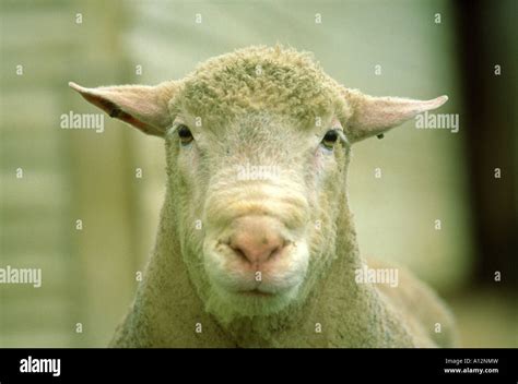Champion Dorset Ram Stock Photo Alamy