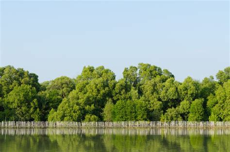 Mangrove Forest Conservation Stock Image - Image of brine, nature: 41569475