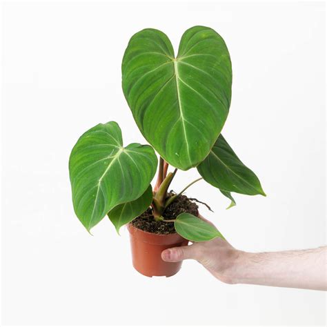 GrowTropicals: Buy Houseplants Online for UK Wide Delivery