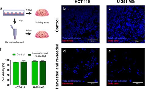 Biocompatibility Of The Cell Extraction Method A Scheme Of The Download Scientific Diagram