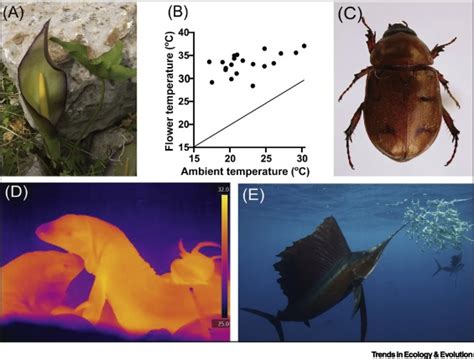 Is Endothermy an Evolutionary By-Product?: Trends in Ecology & Evolution