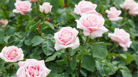 How to Plant, Grow, and Care for Hybrid Tea Roses