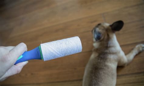 5 Simple Ways To Banish Dog Hair Forever