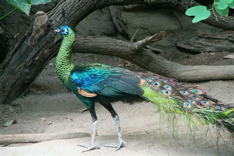 Pavo muticus - Green Peacock or Burmese Peacock. | Peacock pictures ...