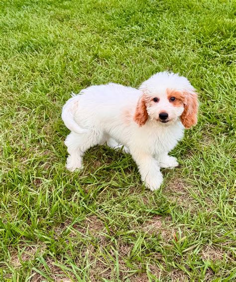Goldendoodle poppy ranch | Kissimmee FL