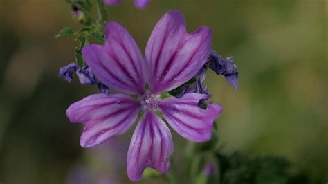 Mallow Wild Blossom - Free photo on Pixabay - Pixabay