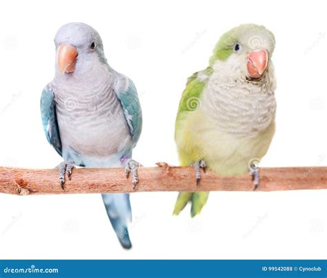 343 Blue Monk Parakeet Stock Photos Free And Royalty Free Stock Photos