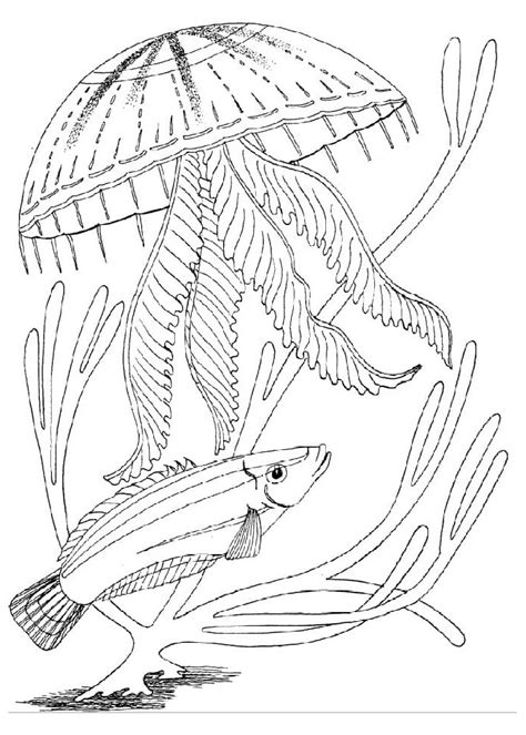 Раскраски "Морские обитатели" | Аналогий нет