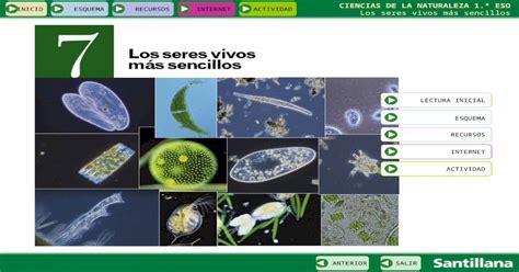 Ciencias De La Naturaleza 1 º Eso Los Seres Vivos Más Sencillos