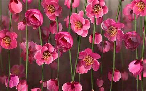 Orchid Flower 4K Wallpapers - Wallpaper Cave