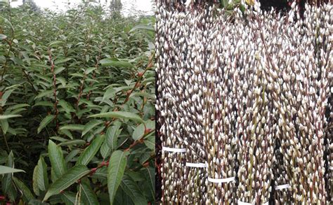 Amazon Lanmik 40 Stems 17 5 Inches 100 Real Natural Dried Pussy Willow Branches For Vase