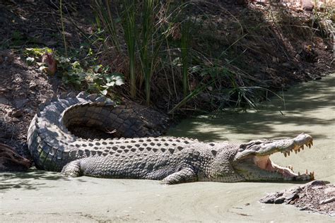 Crocodile - Evolution, Classification, Adaptations | Britannica