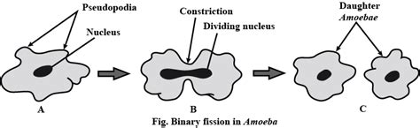 Four Stages Of Binary Fission In Amoeba Are Shown Below The Stage In Which Nuclear Fission And