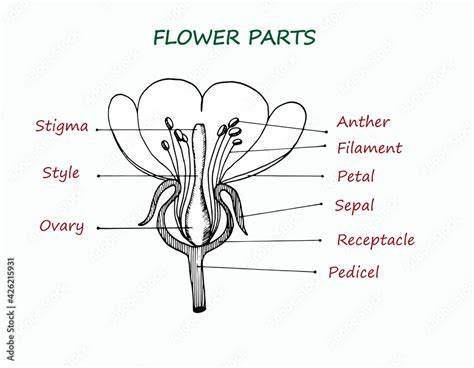 vector illustration   educational scheme  flower parts