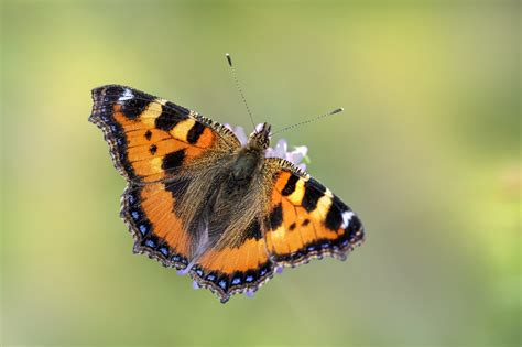 Schmetterling Insekt Compton Kostenloses Foto Auf Pixabay Pixabay