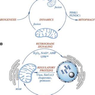 (PDF) Regulation of Mitochondrial Biogenesis and Its Intersection with ...