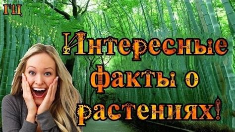 Самыми длинными корнями длиной 120 метров обладает фикус из Южной ...