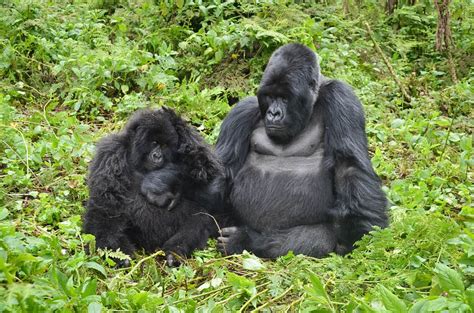 Gorilla Affection Dian Fossey