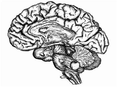 simple drawing of a brain 6