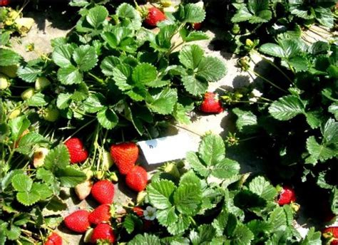 Per Tiene Potencial Para Ser L Der Mundial En Cultivo De Fresas