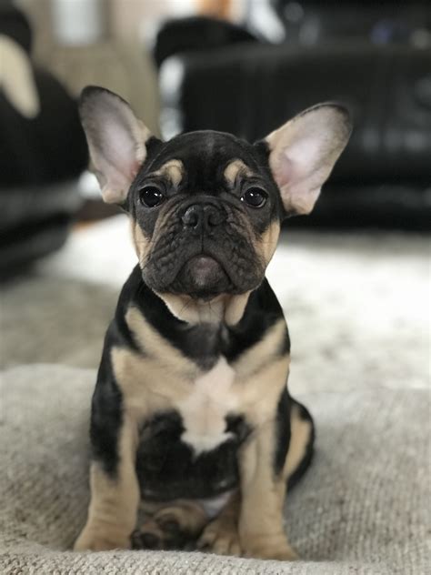 French Bulldog Black And Tan