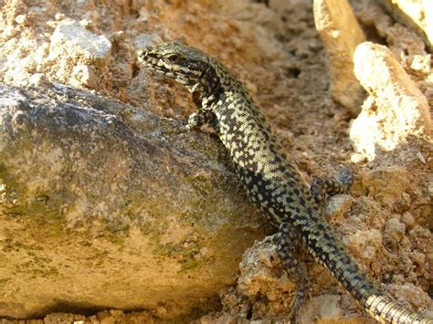 Lagartijo Lagarto Roca Foto Gratis En Pixabay Pixabay