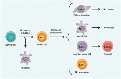 Oncogene Addiction Cancer Cell