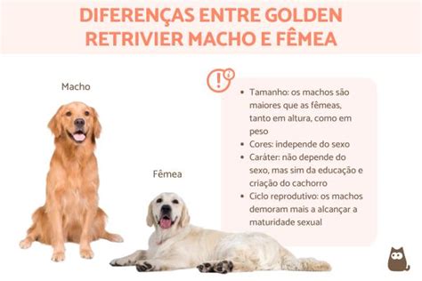 Diferenças entre golden retriever macho e fêmea Qual escolher