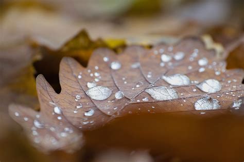 frunze de stejar picaturi fotografie gratuita pe pixabay