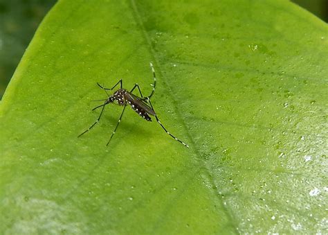 Biotecnologia Usa Mosquitos Modificados Para Combater Aedes Aegypti