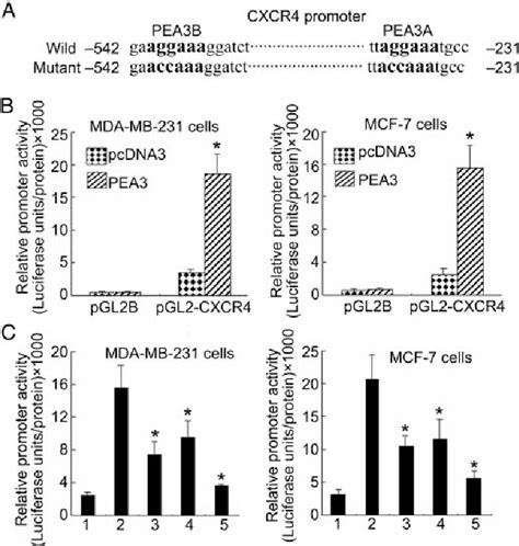 Figure 3 From PEA3 Activates CXCR4 Transcription In MDA MB 231 And MCF7