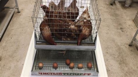 Клетки для кур