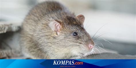 Gejala Leptospirosis Atau Penyakit Kencing Tikus Dari Ringan Hingga