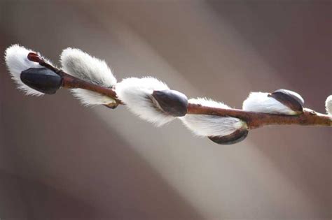 East Gwillimbury Cameragirl Pussy Willow Macro Monday