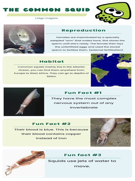 Common Squid Infographic | PDF