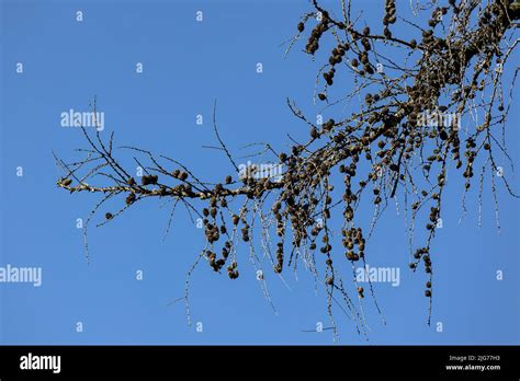 Diseased Larches In The German Forests Germany Stock Photo Alamy