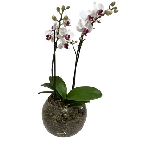 Vaso de Vidro Mini Orquídea Mesclada Nova Flor