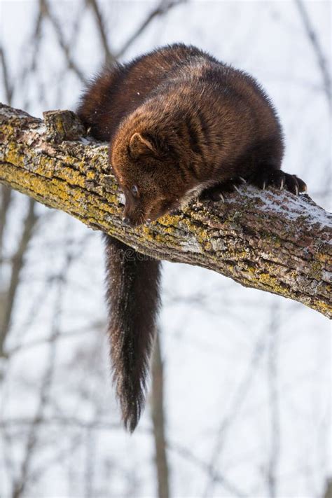 Mature Fisher Searching For Prey Stock Photo - Image of mammals