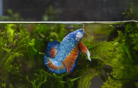 Betta Fish Care 101: The Ultimate Beginner's Guide