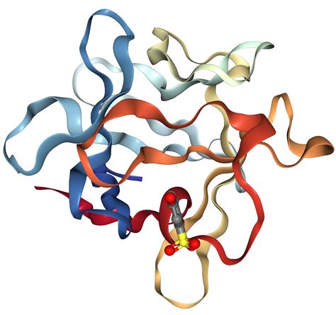 FGF1 Protein Overview | Sino Biological