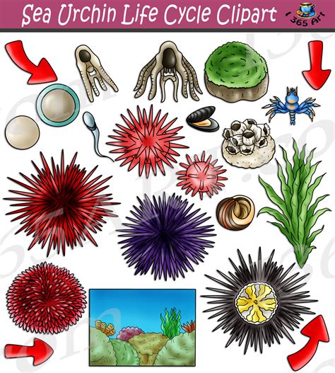 Sea Urchin Life Cycle Clipart Set Download Clipart 4 School