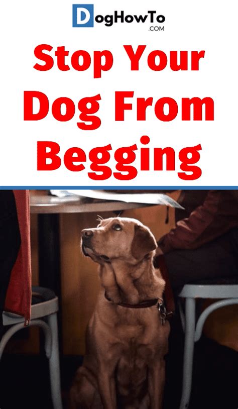 stop  dog  begging dht