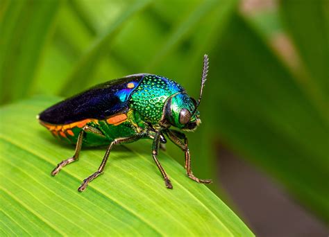 How did jewel beetles’ visual systems evolve? - Earth.com