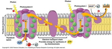 photosystem    diagram quizlet