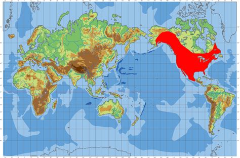 Bald Eagle Information