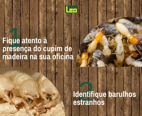 O Que É Bom Para Acabar Com Cupim