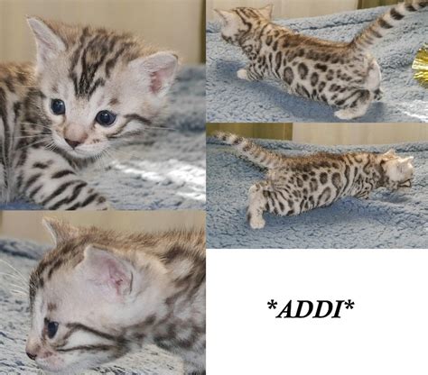 Silver Bengal Kittens have arrived! - KotyKatz Bengals