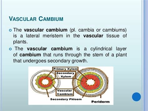 Vascular Cambium & Seasonal activity & its Role in Stem & Root